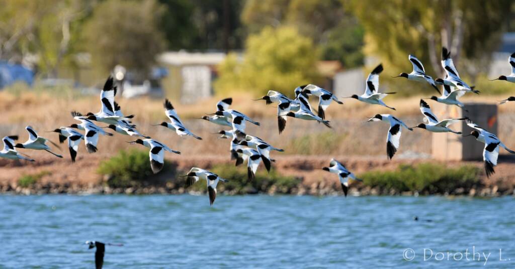 Red-necked Avocets (Recurvirostra novaehollandiae)