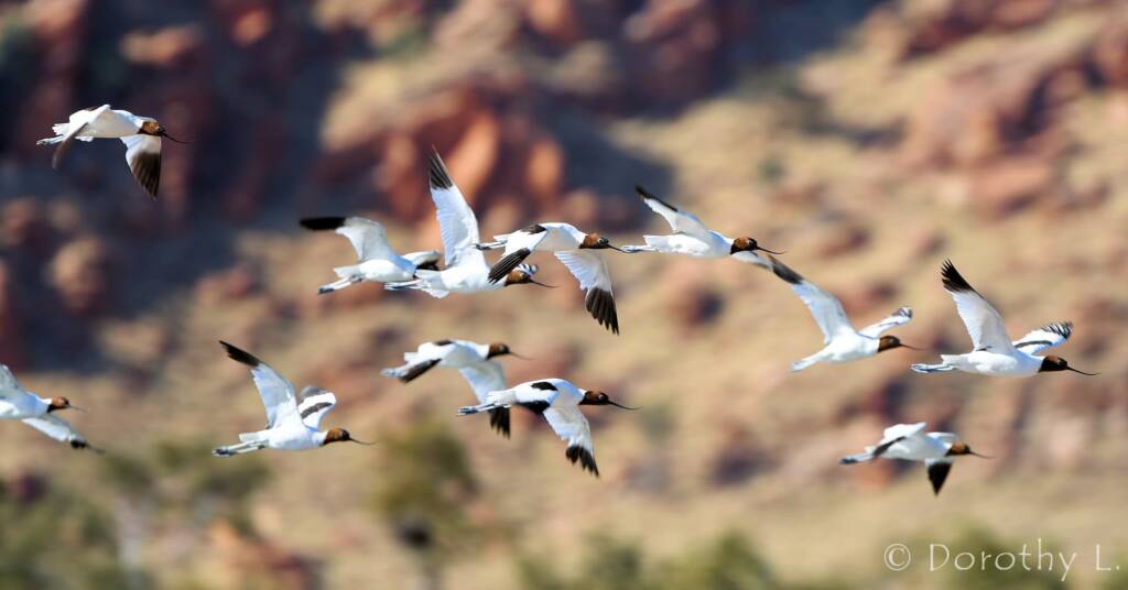 Red-necked Avocets (Recurvirostra novaehollandiae)