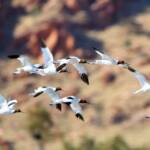 Red-necked Avocets (Recurvirostra novaehollandiae)