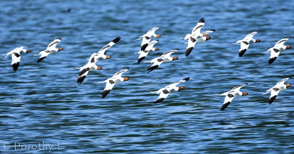 Red-necked Avocets (Recurvirostra novaehollandiae)