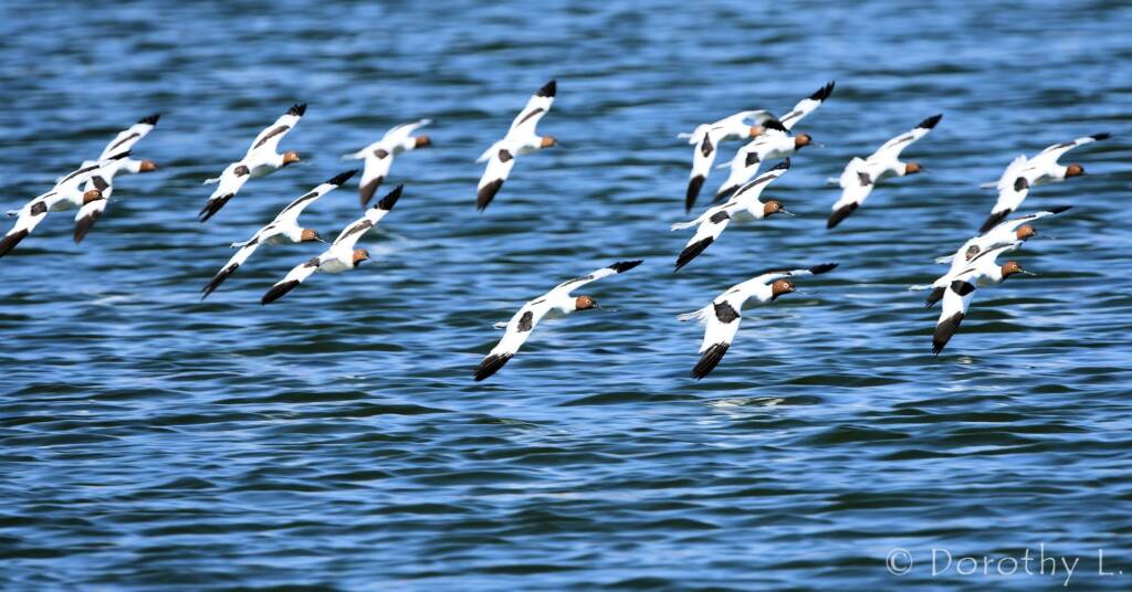 Red-necked Avocets (Recurvirostra novaehollandiae)