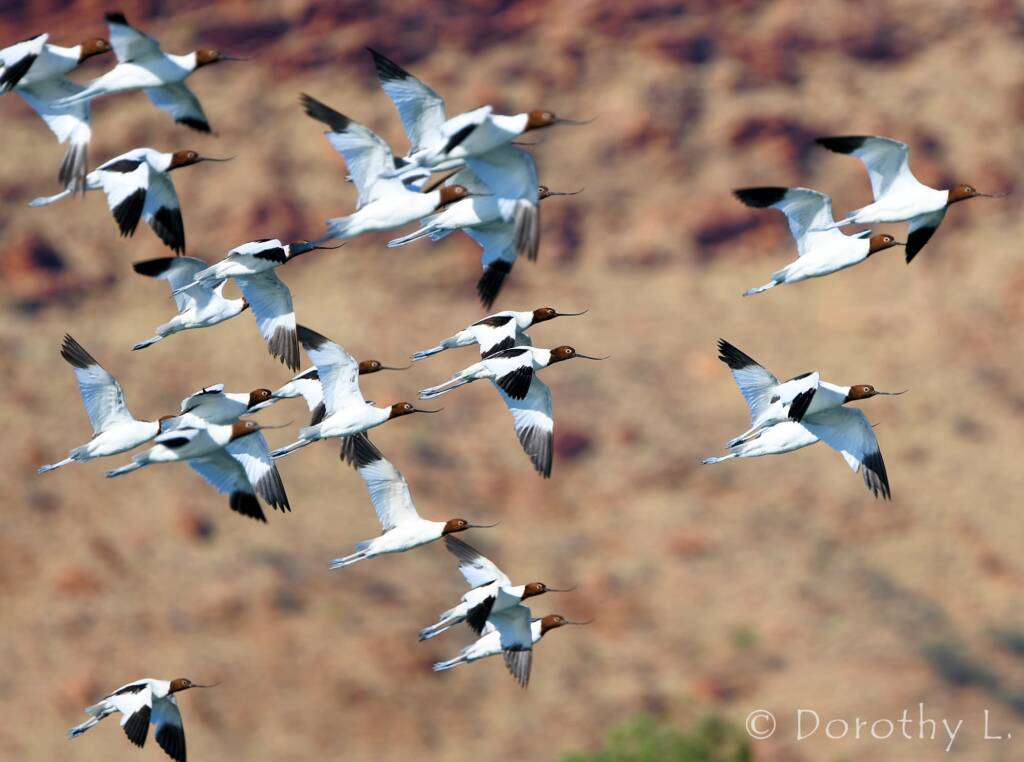 Red-necked Avocets (Recurvirostra novaehollandiae)