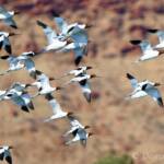 Red-necked Avocets (Recurvirostra novaehollandiae)