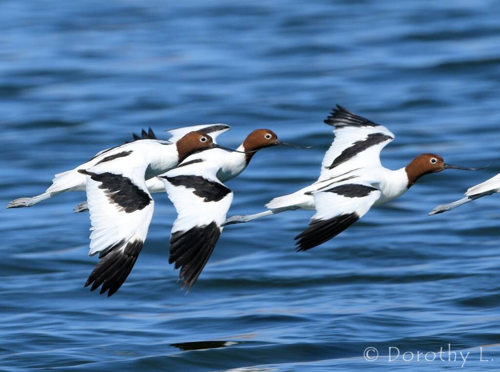Red-necked Avocets (Recurvirostra novaehollandiae)