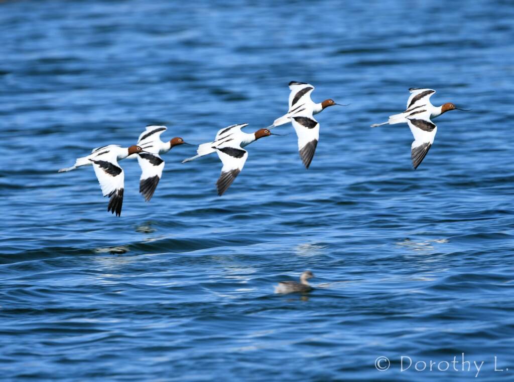 Red-necked Avocets (Recurvirostra novaehollandiae)