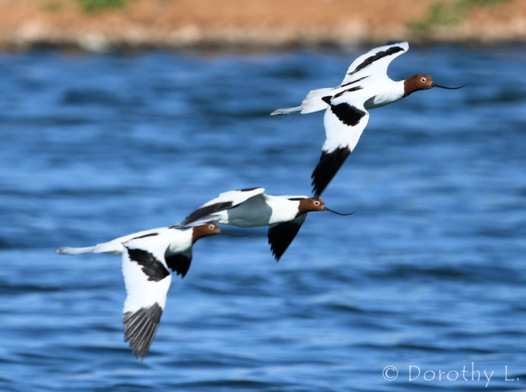 Red-necked Avocets (Recurvirostra novaehollandiae)