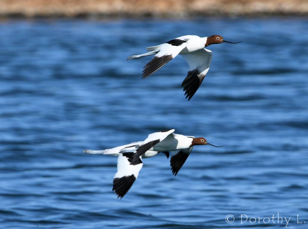 Red-necked Avocets (Recurvirostra novaehollandiae)