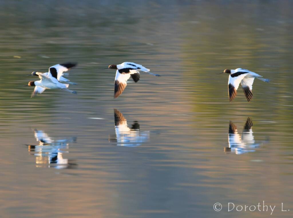 Red-necked Avocets (Recurvirostra novaehollandiae)