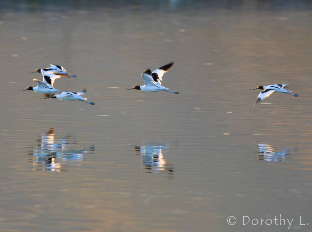 Red-necked Avocets (Recurvirostra novaehollandiae)