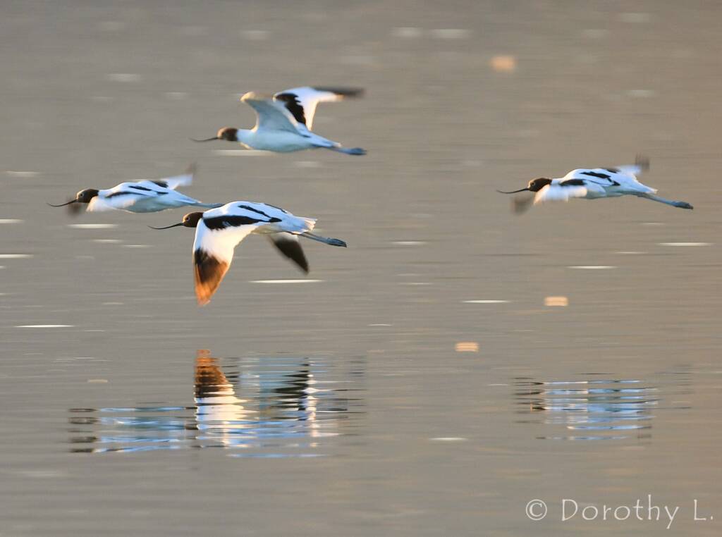 Red-necked Avocets (Recurvirostra novaehollandiae)