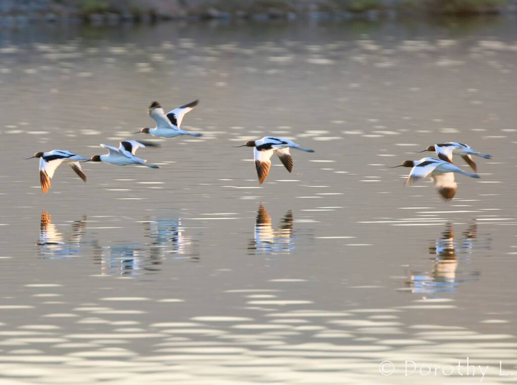 Red-necked Avocets (Recurvirostra novaehollandiae)