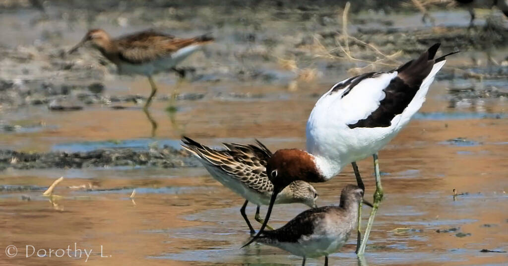 Red-necked Avocets (Recurvirostra novaehollandiae)