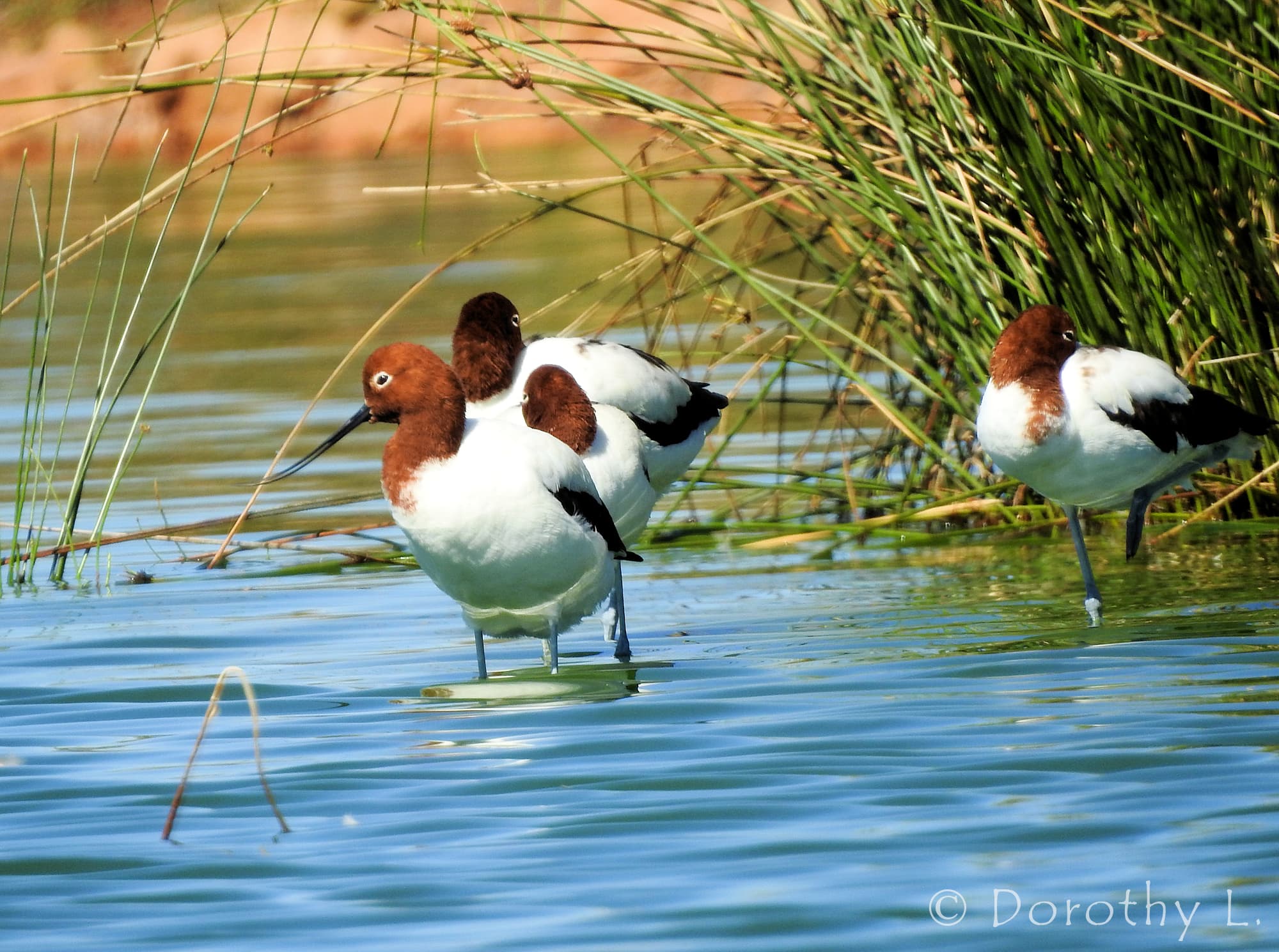 Red-necked Avocet (Recurvirostra novaehollandiae)