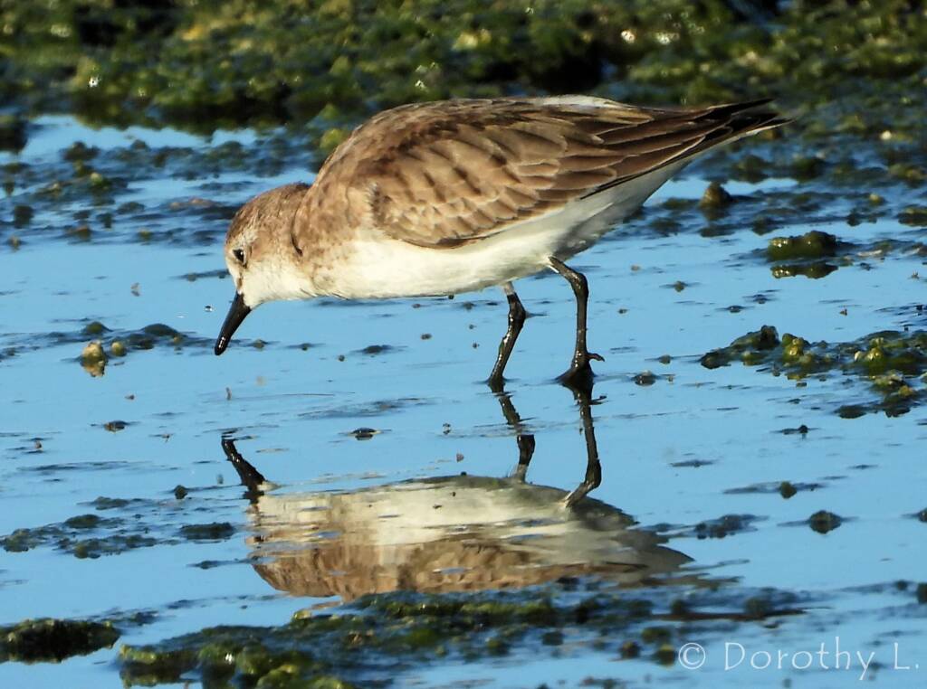 Red-necked Stint (Calidris ruficollis)