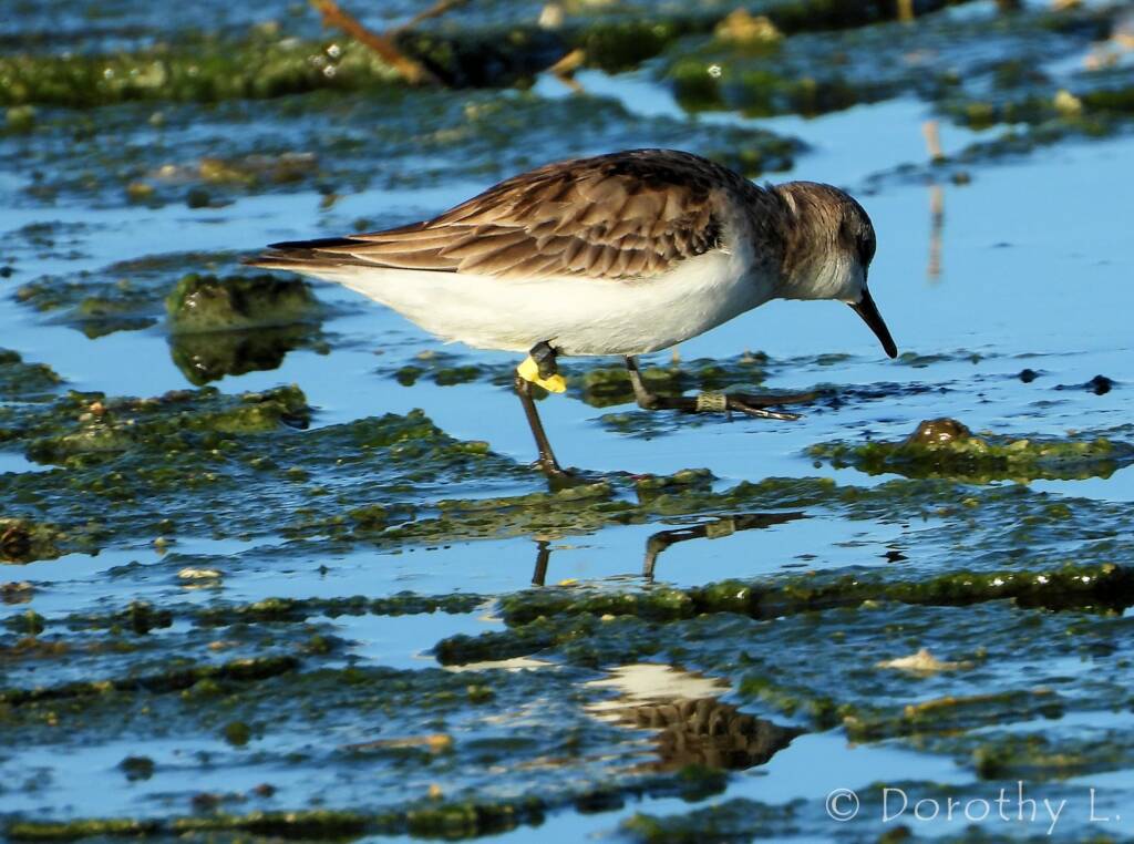 Red-necked Stint (Calidris ruficollis)
