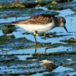 Red-necked Stint (Calidris ruficollis)