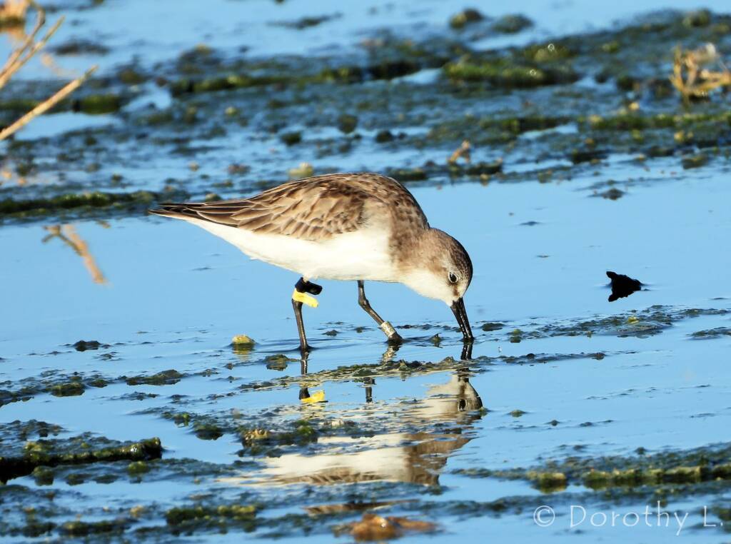 Red-necked Stint (Calidris ruficollis)