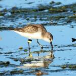 Red-necked Stint (Calidris ruficollis)