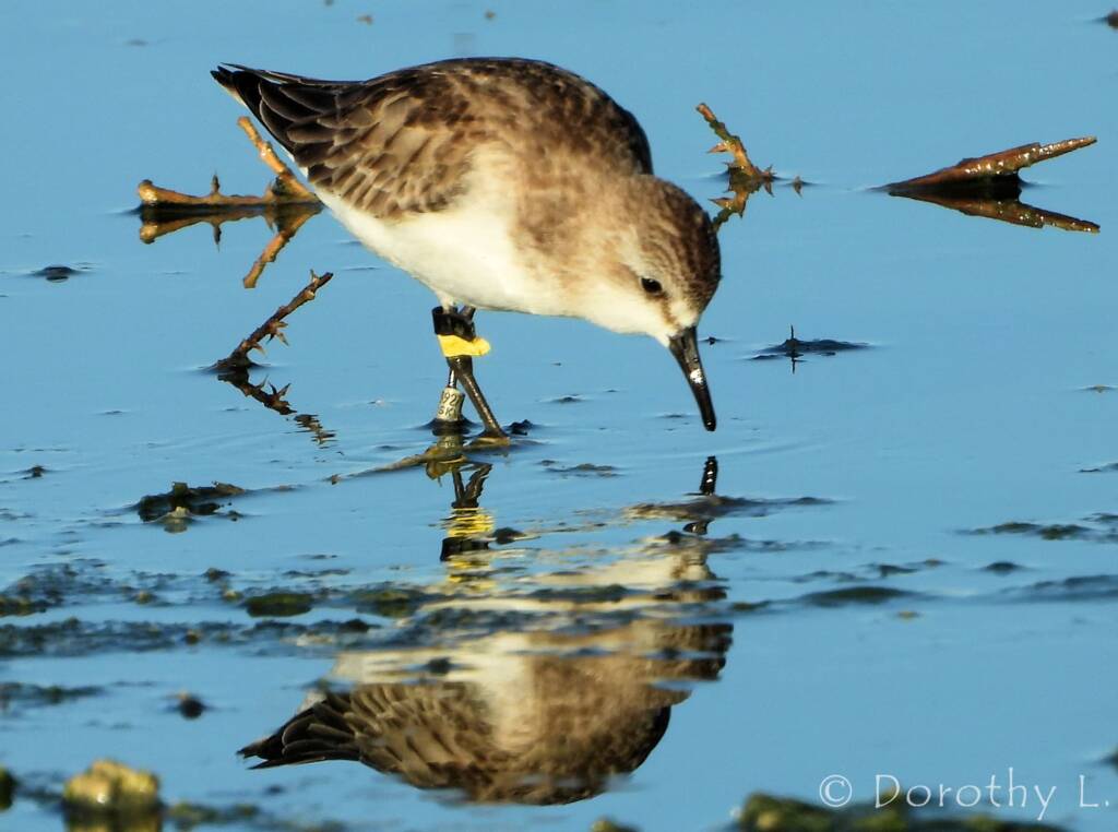 Red-necked Stint (Calidris ruficollis)