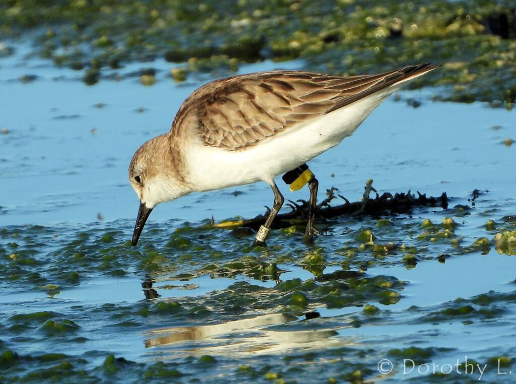Red-necked Stint (Calidris ruficollis)