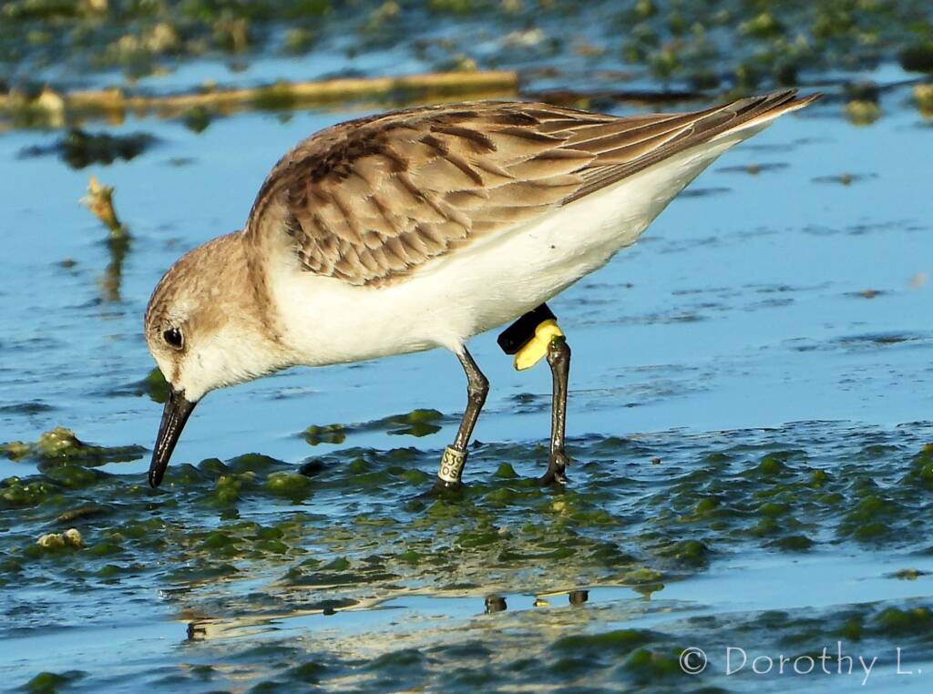 Red-necked Stint (Calidris ruficollis)