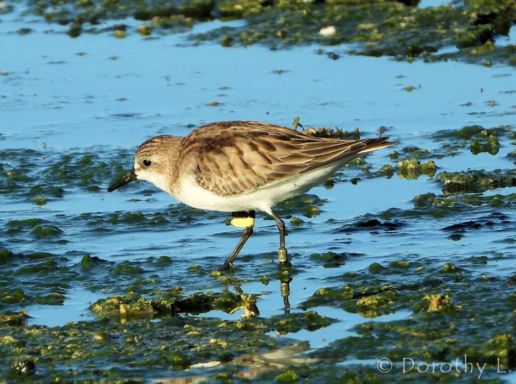 Red-necked Stint (Calidris ruficollis)