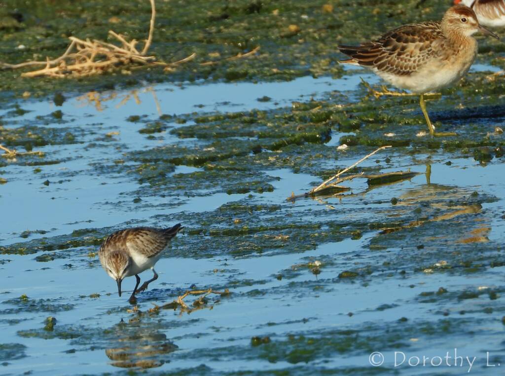 Red-necked Stint (Calidris ruficollis) and Sharp-tailed Sandpiper (Calidris acuminata)