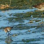 Red-necked Stint (Calidris ruficollis) and Sharp-tailed Sandpiper (Calidris acuminata)