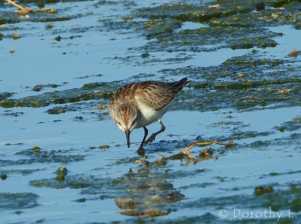 Red-necked Stint (Calidris ruficollis)