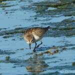 Red-necked Stint (Calidris ruficollis)