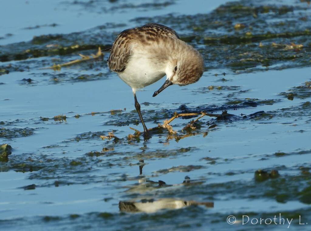 Red-necked Stint (Calidris ruficollis)