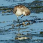 Red-necked Stint (Calidris ruficollis)