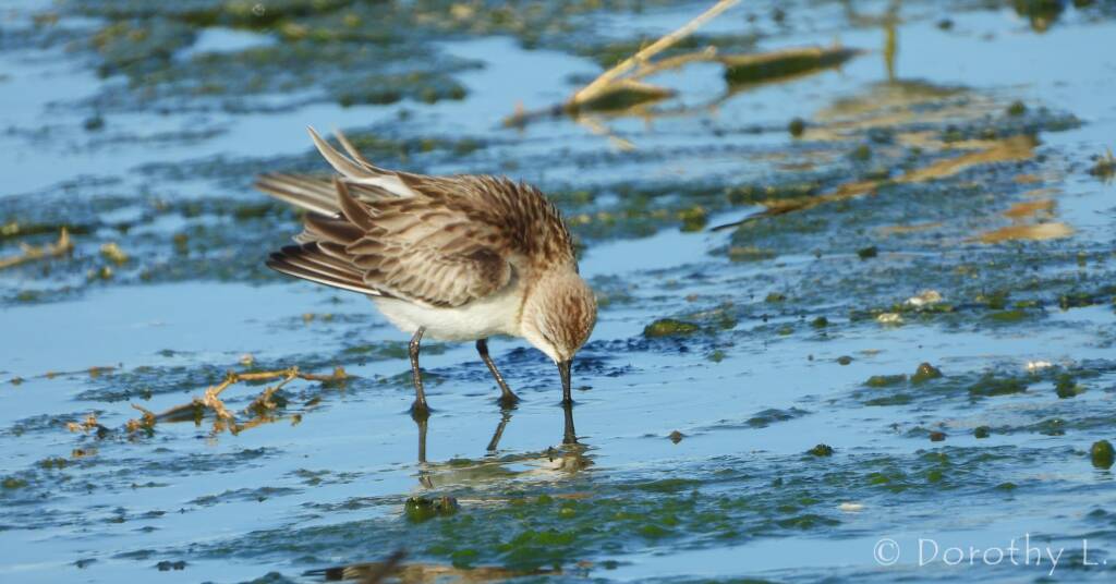 Red-necked Stint (Calidris ruficollis)