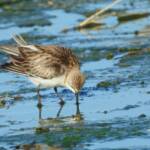 Red-necked Stint (Calidris ruficollis)