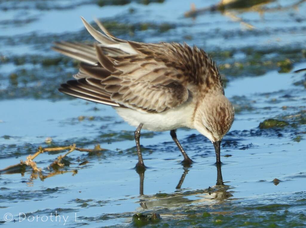Red-necked Stint (Calidris ruficollis)