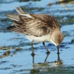 Red-necked Stint (Calidris ruficollis)