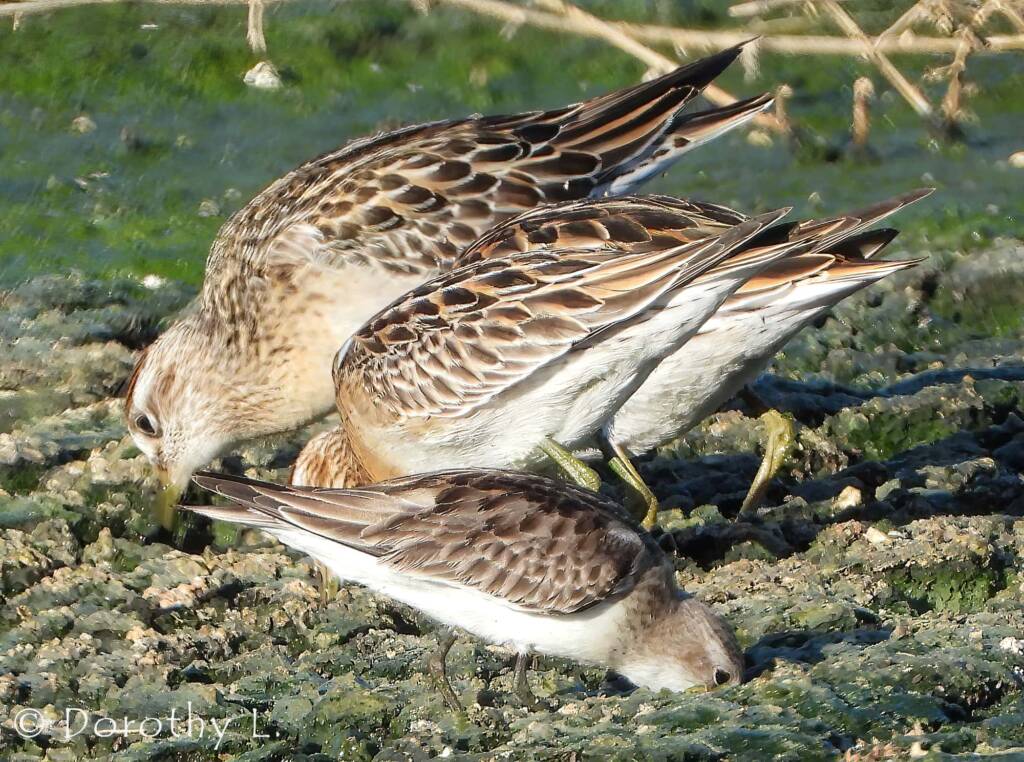 Red-necked Stint (Calidris ruficollis) and Sharp-tailed Sandpipers (Calidris acuminata)