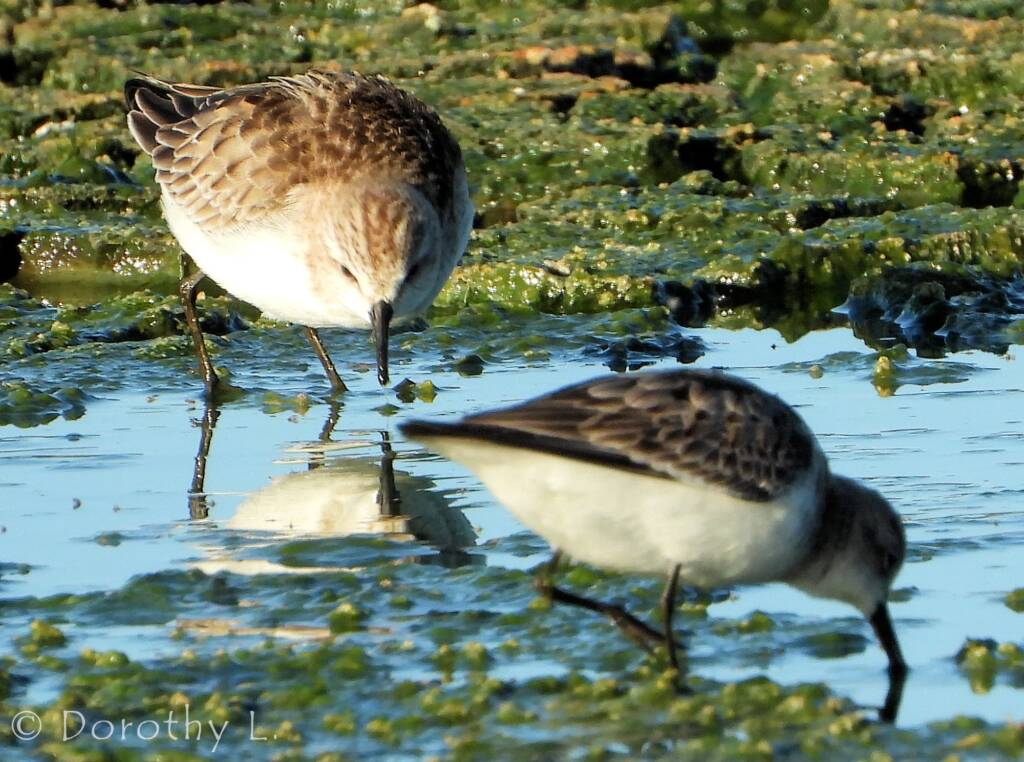 Red-necked Stint and Sharp-tailed Sandpiper