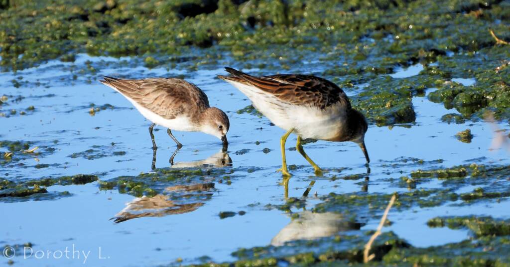 Red-necked Stint and Sharp-tailed Sandpiper