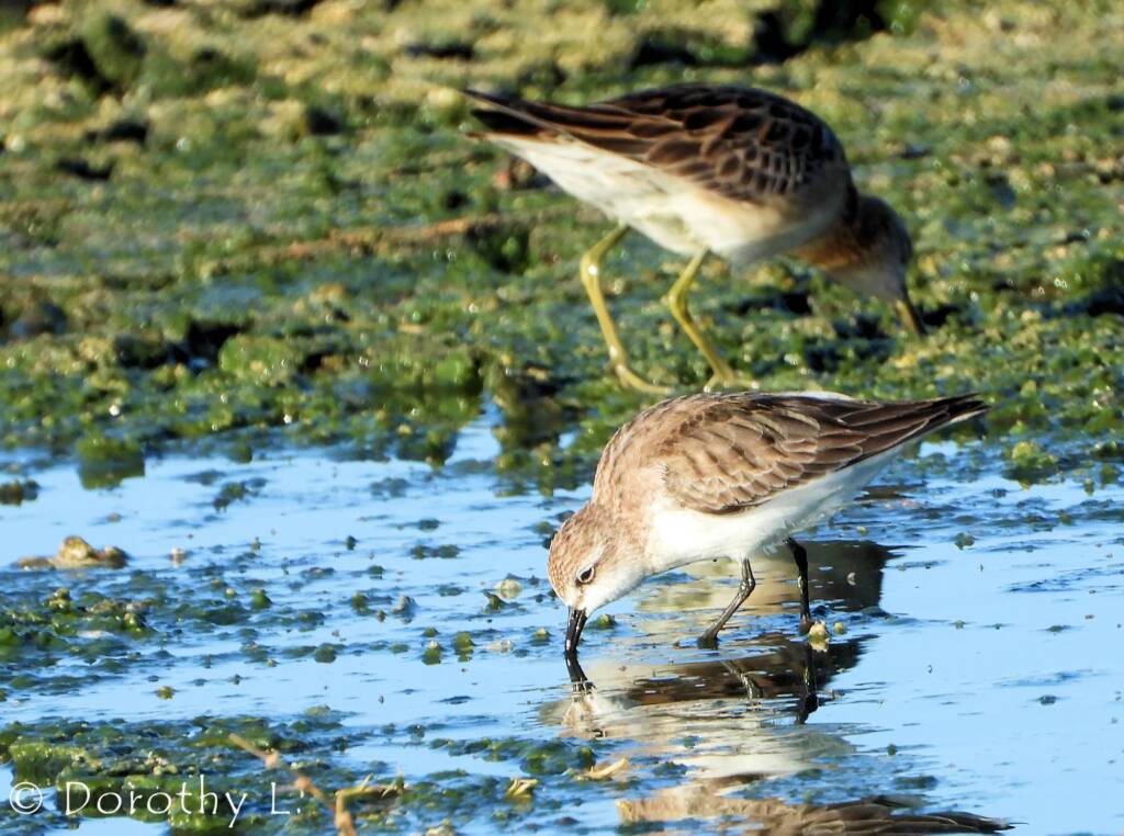 Red-necked Stint and Sharp-tailed Sandpiper