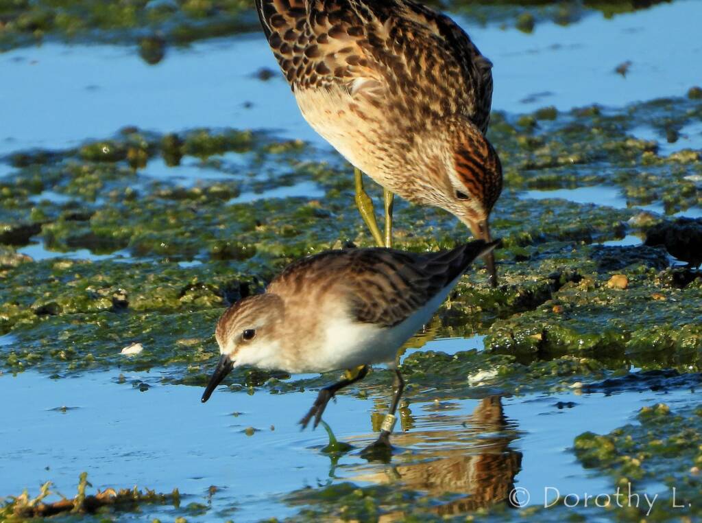Red-necked Stint and Sharp-tailed Sandpiper