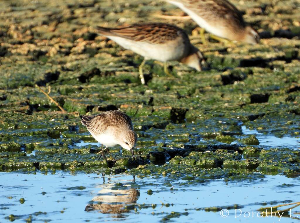 Red-necked Stint and Sharp-tailed Sandpiper