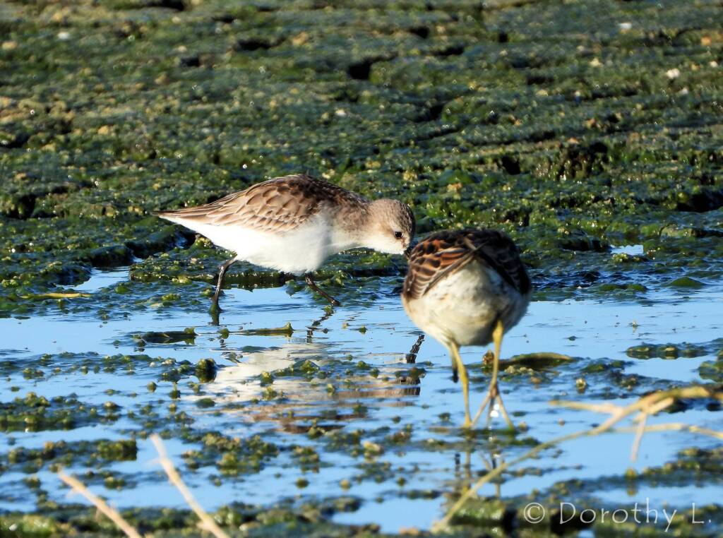 Red-necked Stint and Sharp-tailed Sandpiper