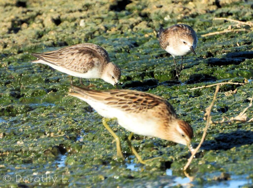 Red-necked Stint and Sharp-tailed Sandpiper