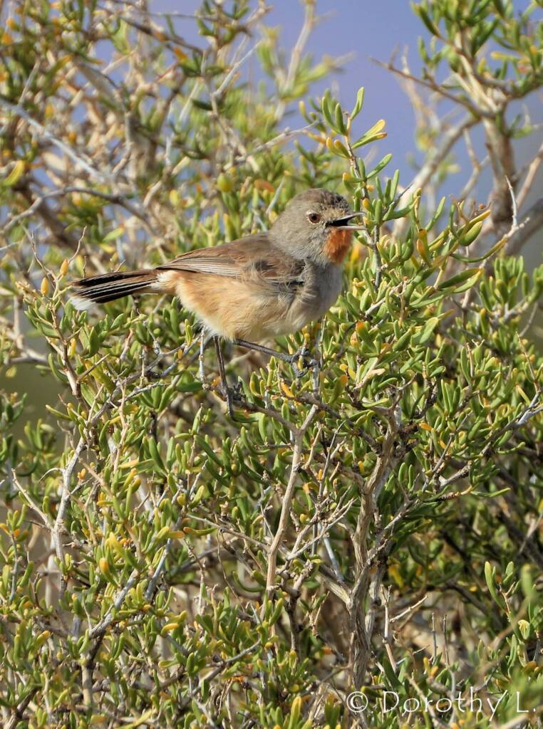 Redthroat (Pyrrholaemus brunneus)