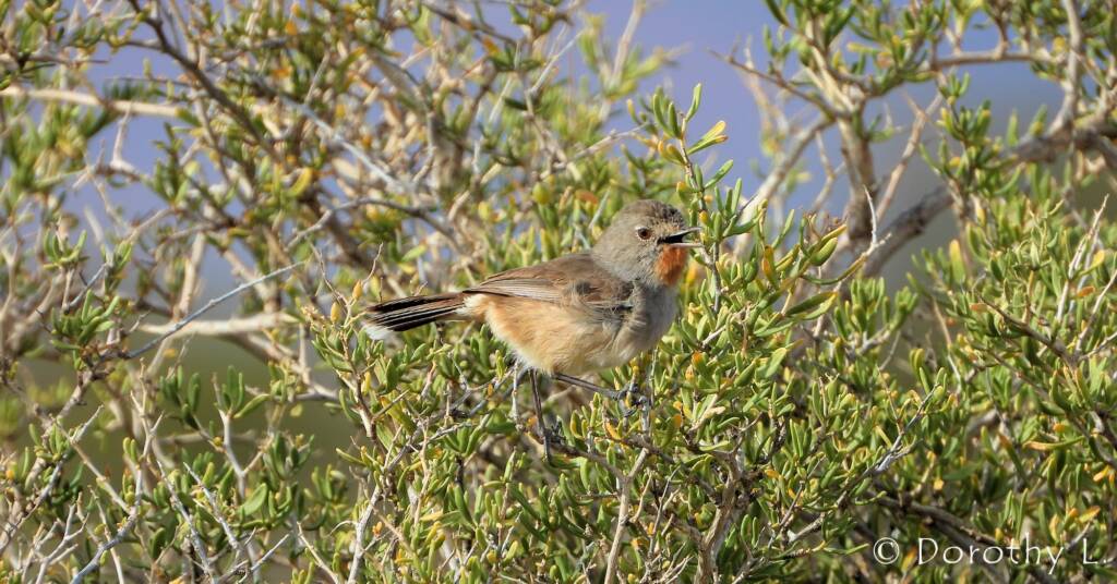 Redthroat (Pyrrholaemus brunneus)
