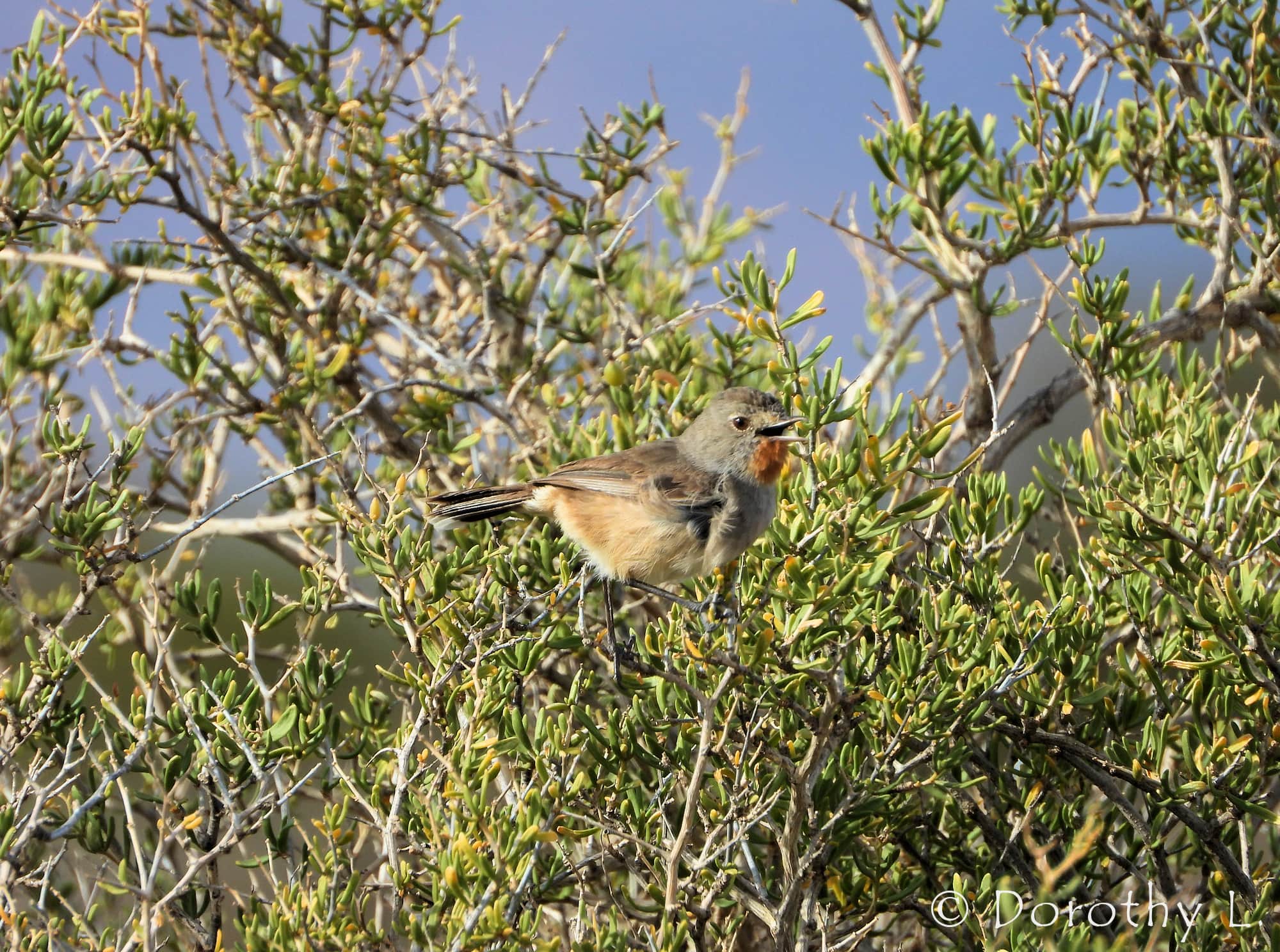 Redthroat (Pyrrholaemus brunneus)