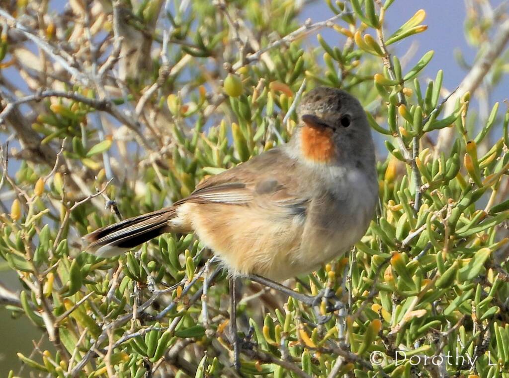 Redthroat (Pyrrholaemus brunneus)