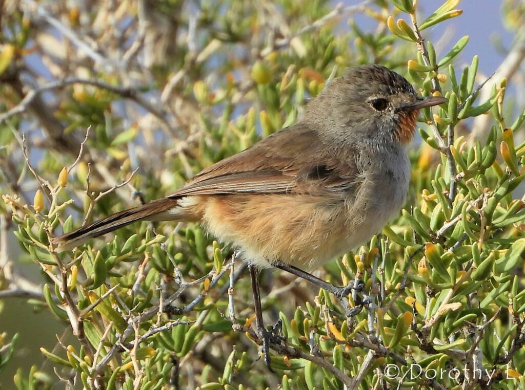 Redthroat (Pyrrholaemus brunneus)