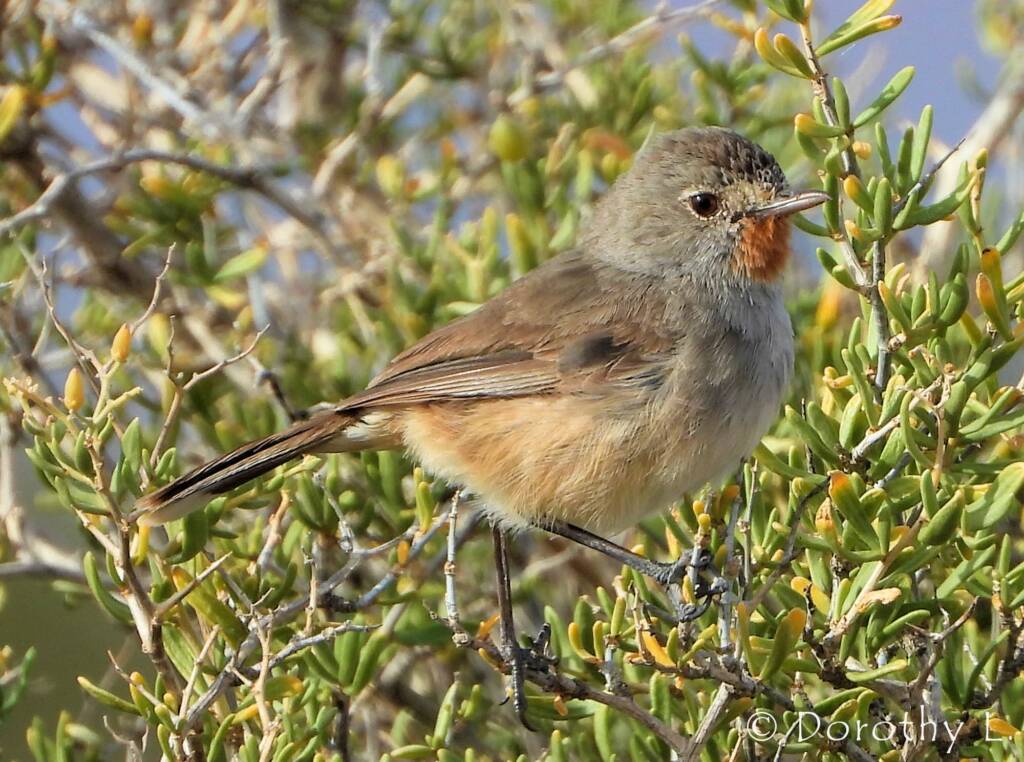 Redthroat (Pyrrholaemus brunneus)